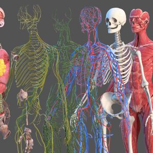 Foundations of Human Body Mechanics