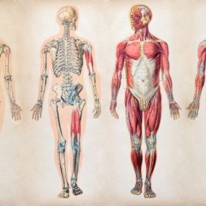 Foundations of Human Body Mechanics